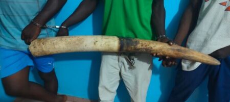 Togo : trois trafiquants d’ivoire trainés devant la justice à Atakpamé