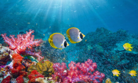 Océans : le Togo se prépare à ratifier le “Traité mondial de la biodiversité”