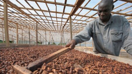 Togo : Mauvaise nouvelle pour les producteurs de café-cacao