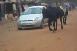 Agoè-Nyivé 6 : la mairie interdit la divagation des animaux dans les rues