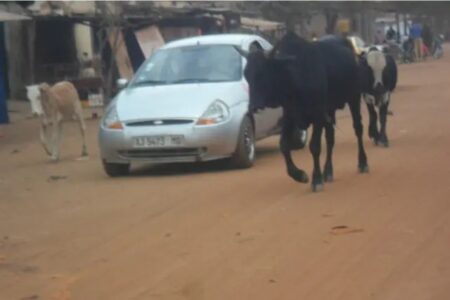 Agoè-Nyivé 6 : la mairie interdit la divagation des animaux dans les rues