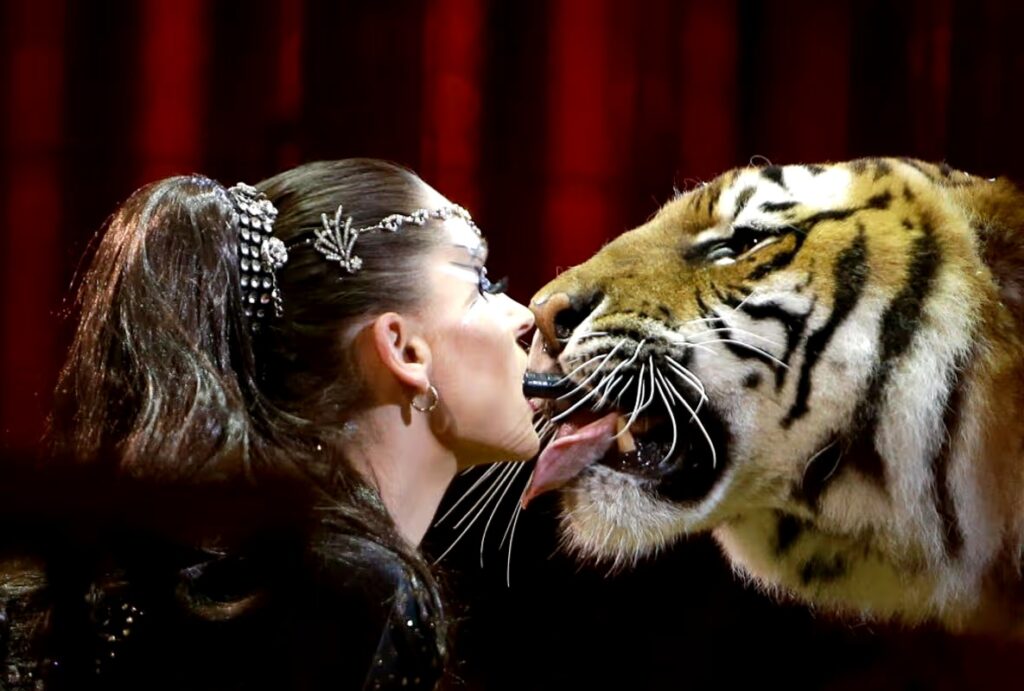 Panique en Allemagne : un tigre en fuite abattu