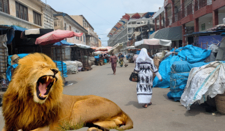 Affaire de lion dans les rues de Lomé avec 8 millions de récompenses : Ce que vous devez savoir