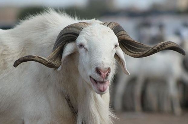 Tabaski 2026 : les prix des moutons explosent à Lomé