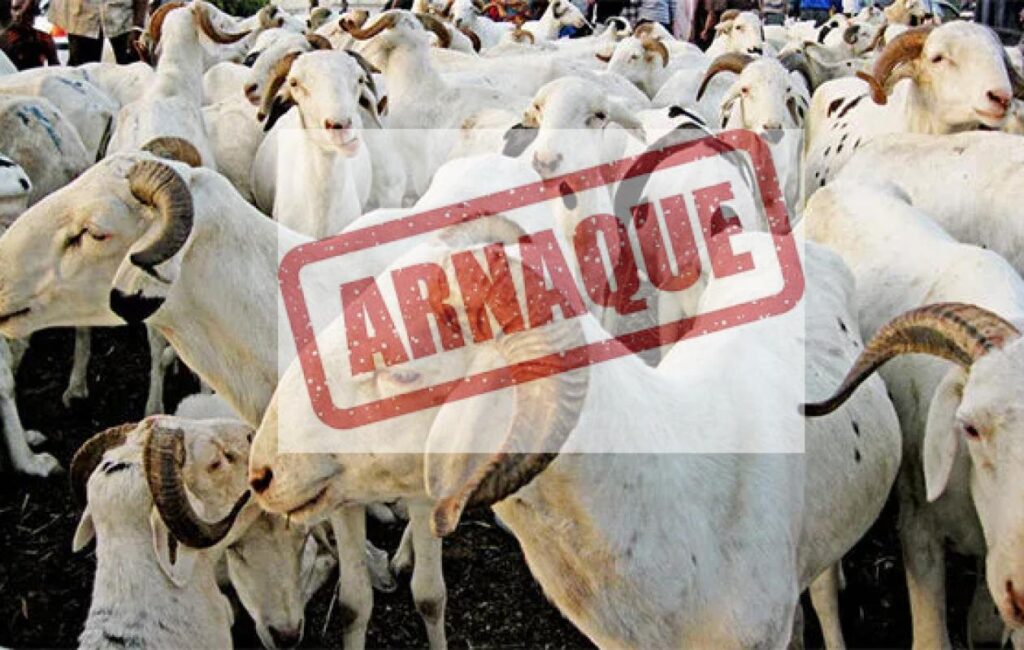 Tabaski : la Police met en garde contre les faux vendeurs de moutons sur Facebook et TikTok