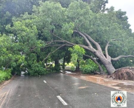 Attention : un arbre tombé sur la chaussée à la suite des fortes pluies à Lomé