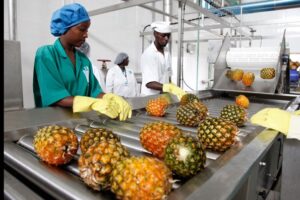 Agro-industrie au Togo : les TPME ont jusqu’au 19 juillet pour saisir une opportunité de croissance